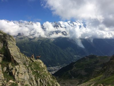 Brave chamois overlooking the Chamonix valley